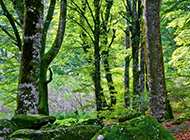 绿色森林高清护眼电脑壁纸