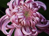 紫色菊花植物摄影图片