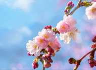 唯美娇嫩的樱花图片素材