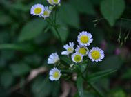 野外零星的白色野菊花图片