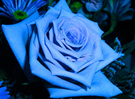蓝玫瑰花图片唯美鲜花图片素材