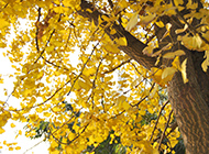 银杏树金黄树叶精美写真