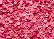 唯美玫瑰花浪漫粉色风景高清壁纸