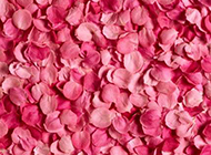 粉色玫瑰花图片背景