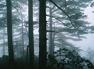 山间云雾缠绕的树林意境图片