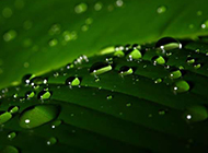 绿叶上柔弱的小水滴图片