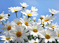 菊花白色花卉清新背景图片