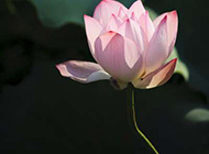 水塘中的粉红莲花图片