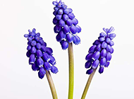 蓝紫色唯美花朵图片素材