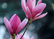 紫玉兰花图片素材分享