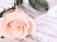 乐谱中的粉色浪漫玫瑰图