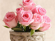粉色浪漫玫瑰清新唯美图片下载