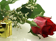 美丽的红玫瑰和礼物摄影图片
