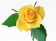 一朵美丽的黄玫瑰图片素材