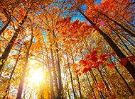 秋天梧桐树图片风景迷人