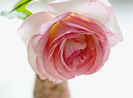 花瓶里的一枝粉玫瑰摄影图片