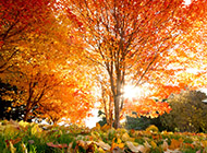 秋天的枫树林意境唯美图片