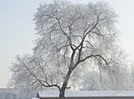 冬日白榆树图片屹立雪地