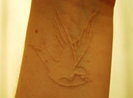 鸽子血隐形手腕燕子纹身时尚创意