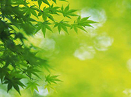 绿色枫叶植物图片精选壁纸