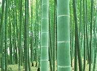 一大片翠绿的竹林图片