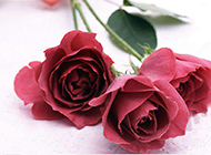 红玫瑰鲜花摄影图片