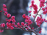 冬季唯美红梅花摄影图片作品