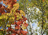 秋日枫树摄影图片欣赏