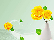 中国风美丽的黄玫瑰背景高清图片