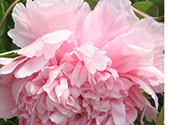 盛开的粉色牡丹花摄影图