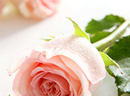 情人节粉色玫瑰浪漫图片素材