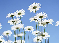 蓝天下白色野菊花图片摄影