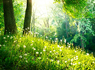 精选高清春天树林风景图片
