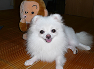小巧玲珑的日本狐狸犬图片