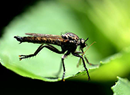 常见昆虫食虫虻微距图片