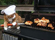 烤肉的猫大厨搞笑动物图
