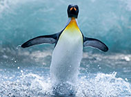 超萌可爱的企鹅动物壁纸