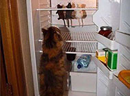 爆笑动物图片之冰箱的存货