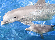 海中的哺乳动物海豚高清壁纸