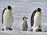 憨态可掬的南极企鹅图片欣赏