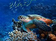 海底世界里可爱的海龟图片