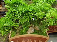 精美盆栽玉麒麟植物图片