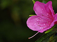 雨后的锦绣杜鹃花图片欣赏