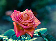 雨过天晴后的玫瑰花摄影图片