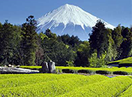 日本富士山下美丽茶园图片