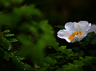 艳丽的药材金樱子植物图片