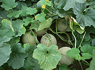 田园里的哈密瓜植物图片