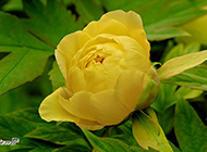中国稀有黄色牡丹花植物图片