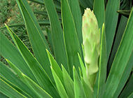 绿油油的小花龙舌兰植物图片欣赏