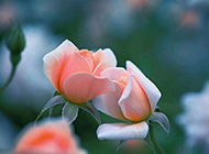 唯美绽放的粉色玫瑰高清图片